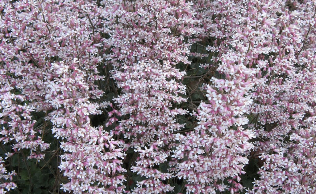 Coral Bells